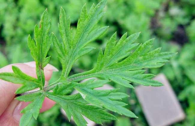 艾葉泡腳的功效與作用：長(zhǎng)期用艾葉泡腳，身體會(huì)有哪些改變？